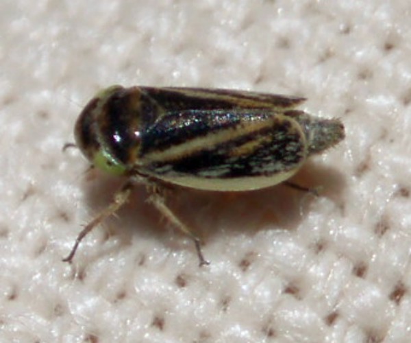 Cicadellidae da identificare [ Laburrus cfr. quadratus ]